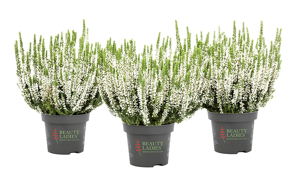 Каллуна обыкновенная Вера